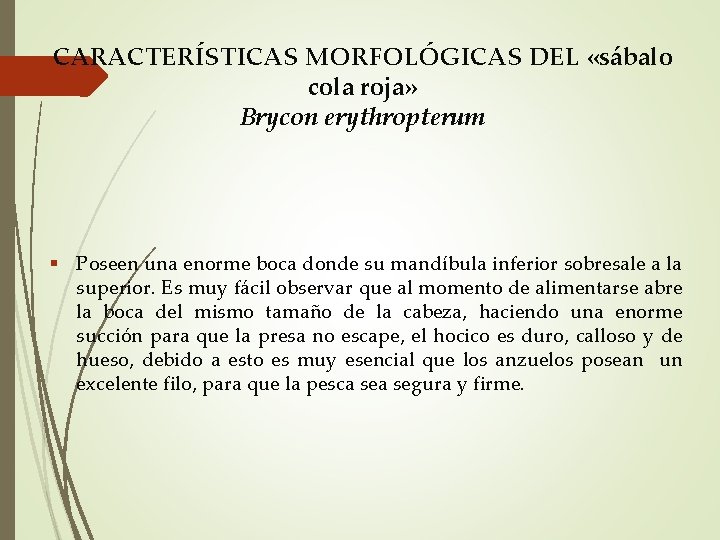 CARACTERÍSTICAS MORFOLÓGICAS DEL «sábalo cola roja» Brycon erythropterum Poseen una enorme boca donde su