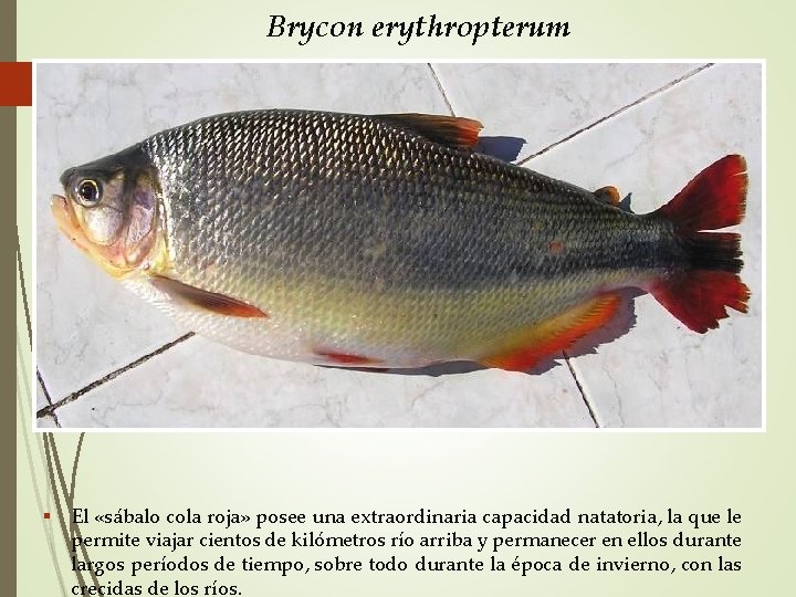 Brycon erythropterum El «sábalo cola roja» posee una extraordinaria capacidad natatoria, la que le