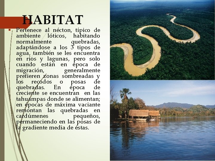 HABITAT Pertenece al nécton, típico de ambiente lóticos, habitando normalmente quebradas, adaptándose a los