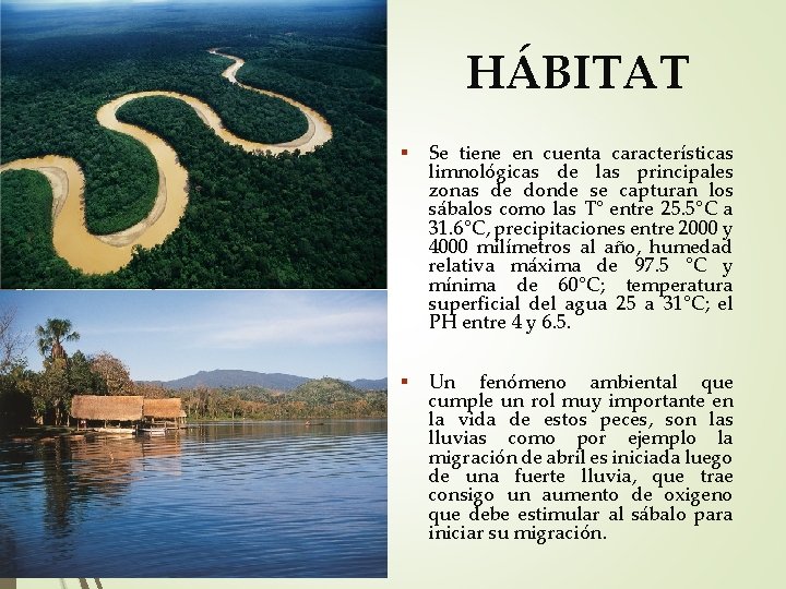 HÁBITAT Se tiene en cuenta características limnológicas de las principales zonas de donde se