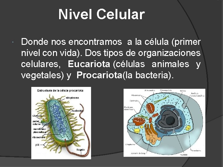 Nivel Celular Donde nos encontramos a la célula (primer nivel con vida). Dos tipos