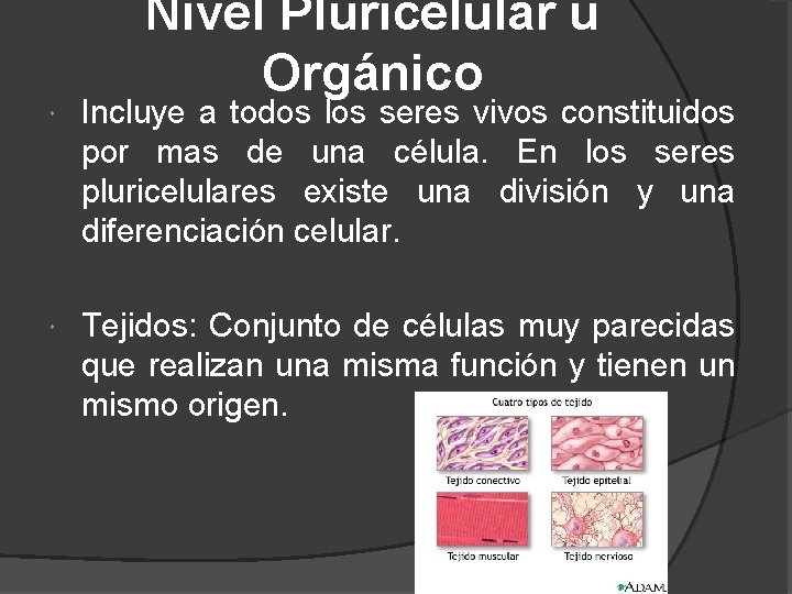 Nivel Pluricelular u Orgánico Incluye a todos los seres vivos constituidos por mas de