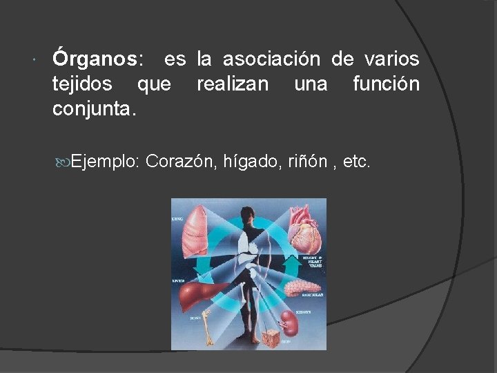 Órganos: es la asociación de varios tejidos que realizan una función conjunta. Ejemplo: