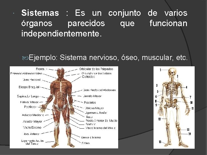  Sistemas : Es un conjunto de varios órganos parecidos que funcionan independientemente. Ejemplo: