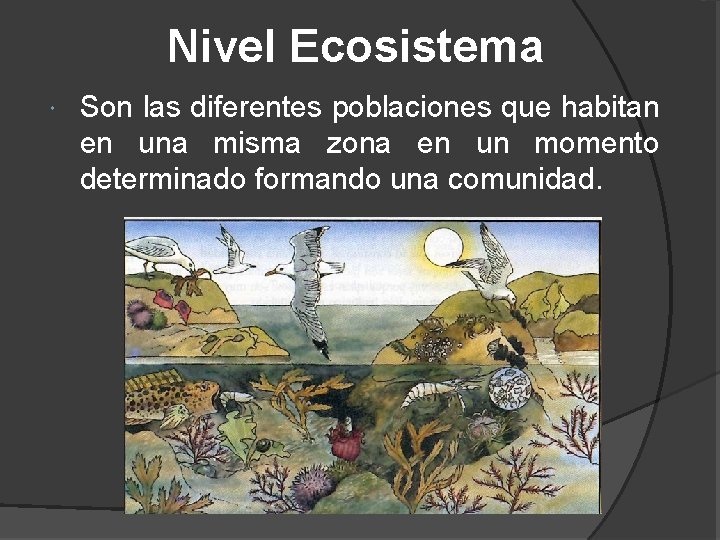 Nivel Ecosistema Son las diferentes poblaciones que habitan en una misma zona en un