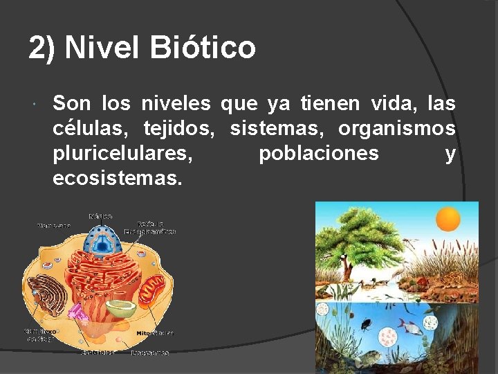 2) Nivel Biótico Son los niveles que ya tienen vida, las células, tejidos, sistemas,