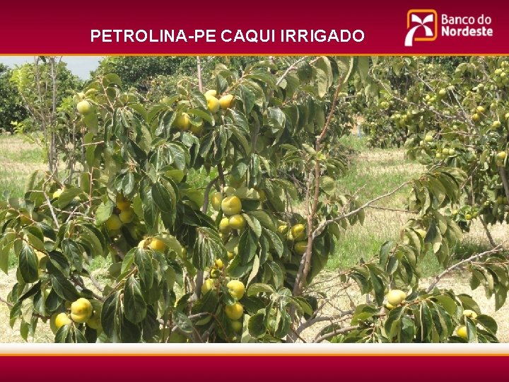 PETROLINA-PE CAQUI IRRIGADO 