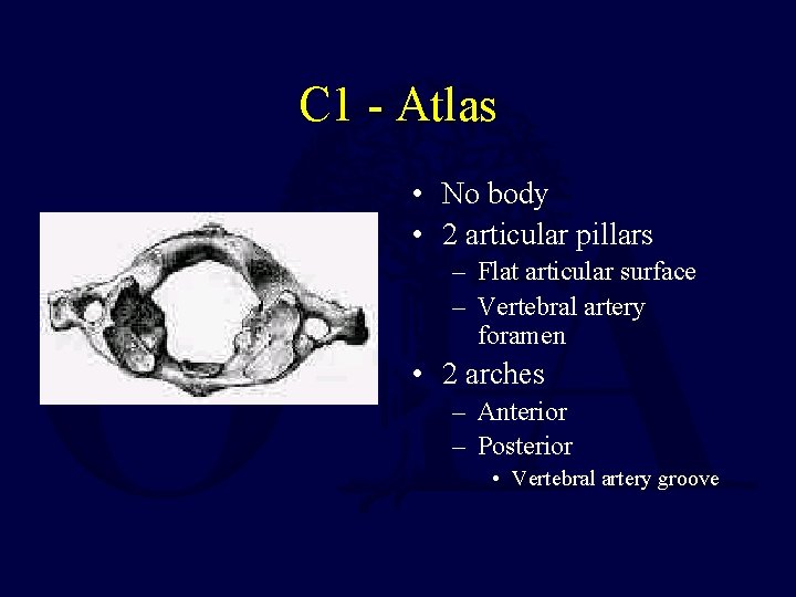 C 1 - Atlas • No body • 2 articular pillars – Flat articular