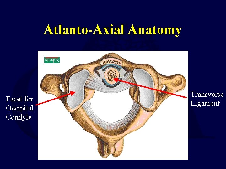 Atlanto-Axial Anatomy Facet for Occipital Condyle Transverse Ligament 