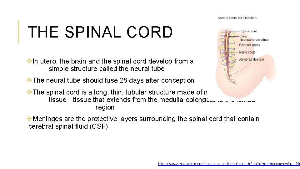 THE SPINAL CORD v. In utero, the brain and the spinal cord develop from
