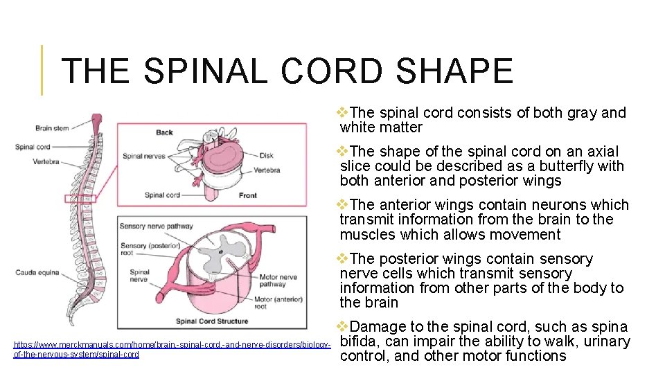 THE SPINAL CORD SHAPE v. The spinal cord consists of both gray and white