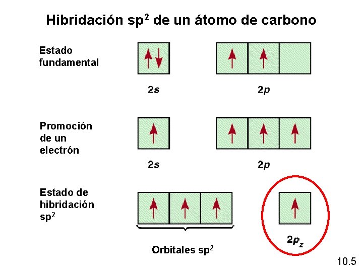 Hibridación sp 2 de un átomo de carbono Estado fundamental Promoción de un electrón