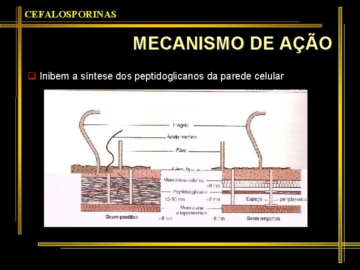 CEFALOSPORINAS MECANISMO DE AÇÃO q Inibem a síntese dos peptidoglicanos da parede celular 