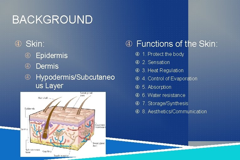 BACKGROUND Skin: Epidermis Dermis Hypodermis/Subcutaneo us Layer Functions of the Skin: 1. Protect the