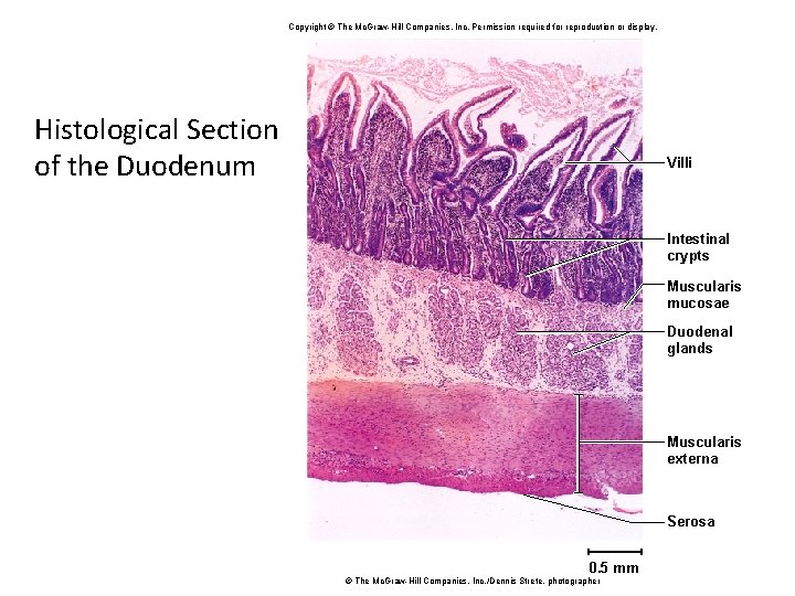 Copyright © The Mc. Graw-Hill Companies, Inc. Permission required for reproduction or display. Histological