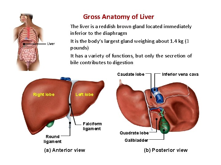 Gross Anatomy of Liver The liver is a reddish brown gland located immediately inferior