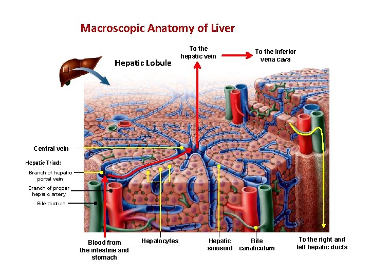 Macroscopic Anatomy of Liver Hepatic Lobule To the hepatic vein To the inferior vena
