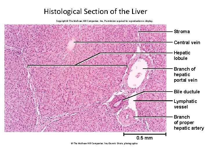 Histological Section of the Liver Copyright © The Mc. Graw-Hill Companies, Inc. Permission required