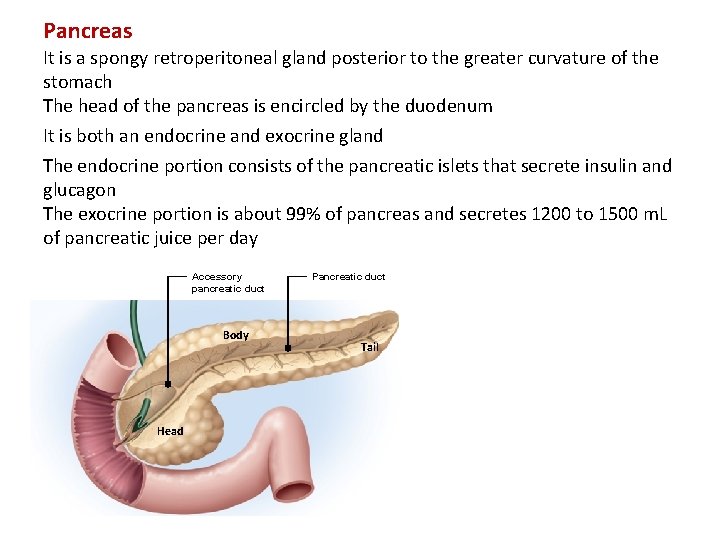 Pancreas It is a spongy retroperitoneal gland posterior to the greater curvature of the