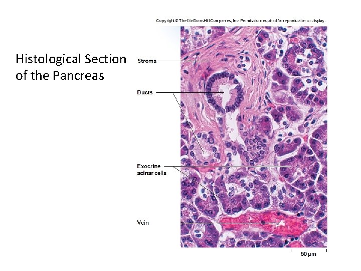 Histological Section of the Pancreas 