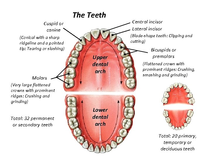 The Teeth Cuspid or canine (Blade-shape teeth: Clipping and cutting) (Conical with a sharp