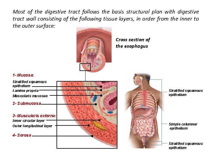 Most of the digestive tract follows the basis structural plan with digestive tract wall