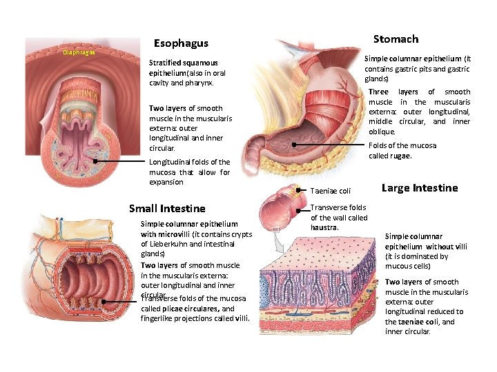 Diaphragm Stomach Esophagus Simple columnar epithelium (it contains gastric pits and gastric glands) Stratified