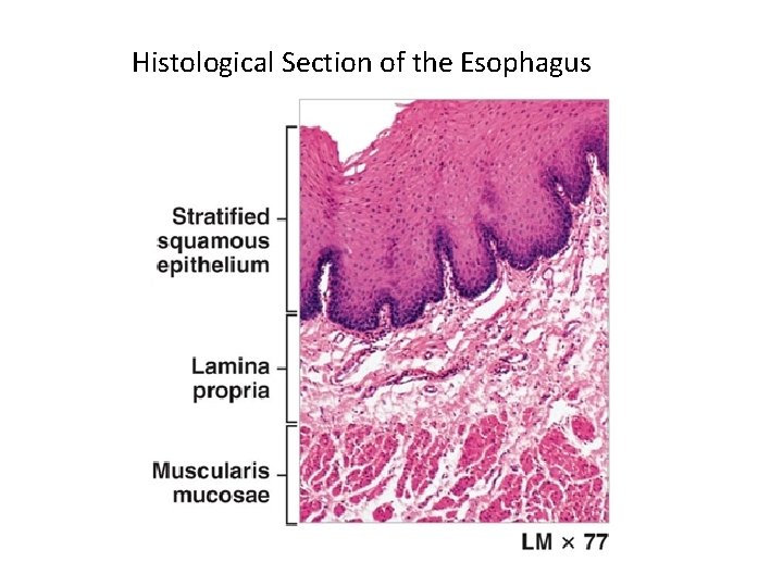 Histological Section of the Esophagus 