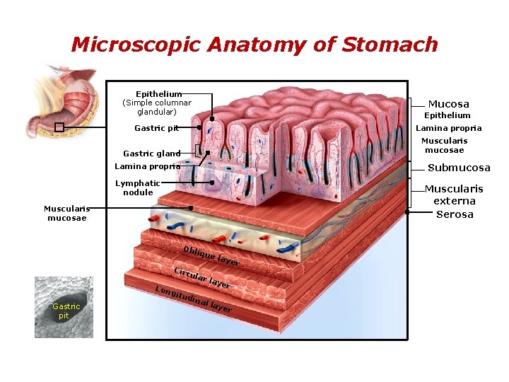 Microscopic Anatomy of Stomach Epithelium (Simple columnar glandular) Epithelium Gastric pit Lamina propria Mucosa