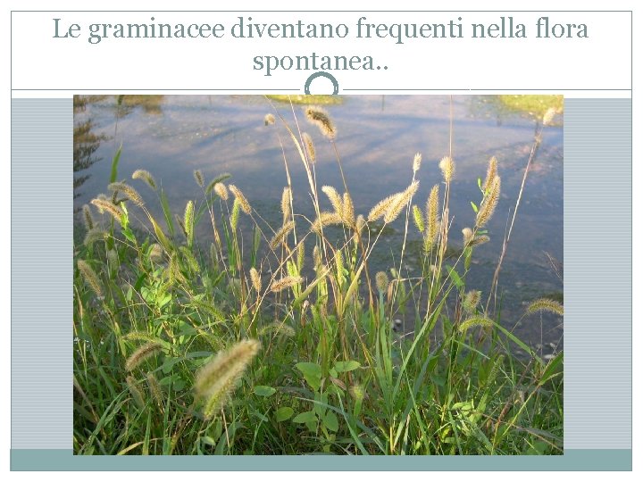 Le graminacee diventano frequenti nella flora spontanea. . 