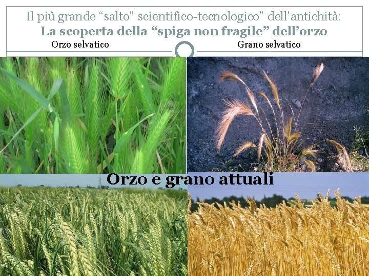 Il più grande “salto” scientifico-tecnologico” dell’antichità: La scoperta della “spiga non fragile” dell’orzo Orzo