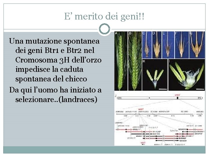 E’ merito dei geni!! Una mutazione spontanea dei geni Btr 1 e Btr 2