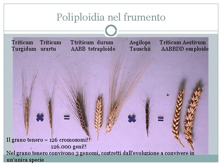 Poliploidia nel frumento Triticum Ttriticum durum Aegilops Triticum Aestivum Turgidum urartu AABB tetraploide Tauschii