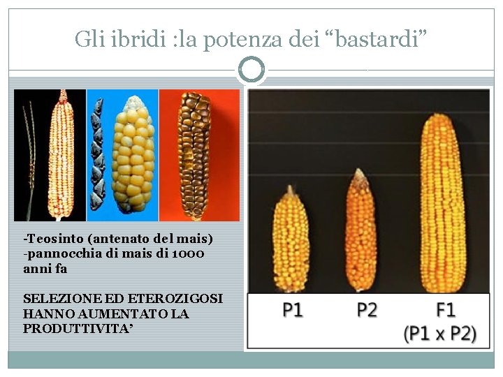 Gli ibridi : la potenza dei “bastardi” -Teosinto (antenato del mais) -pannocchia di mais