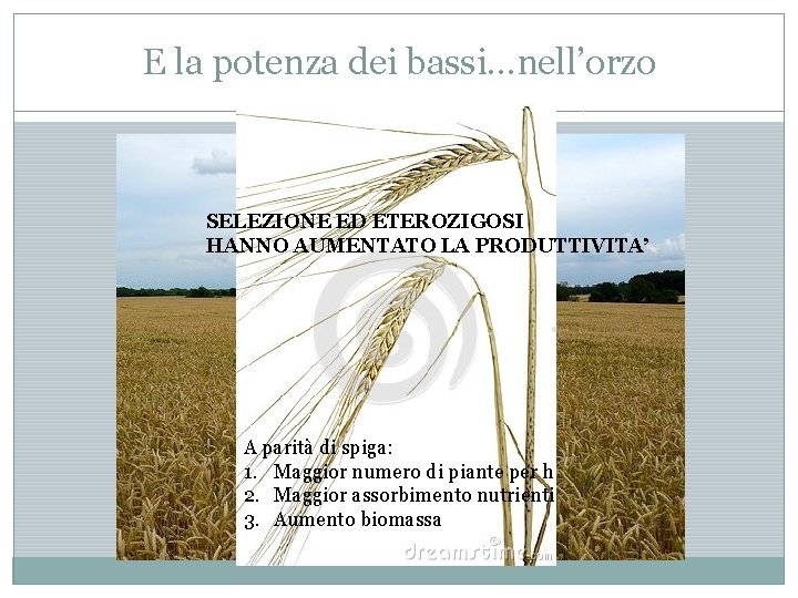 E la potenza dei bassi…nell’orzo SELEZIONE ED ETEROZIGOSI HANNO AUMENTATO LA PRODUTTIVITA’ A parità