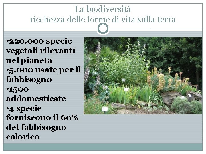 La biodiversità ricchezza delle forme di vita sulla terra • 220. 000 specie vegetali