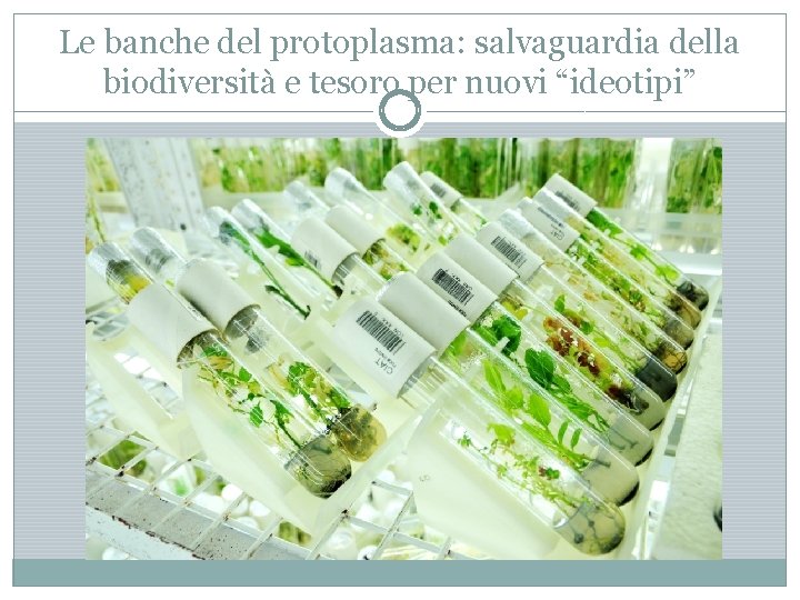 Le banche del protoplasma: salvaguardia della biodiversità e tesoro per nuovi “ideotipi” 