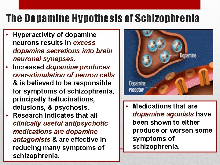 The Dopamine Hypothesis of Schizophrenia • Hyperactivity of dopamine neurons results in excess dopamine