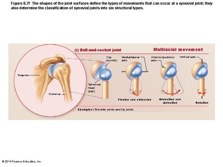 Figure 8. 7 f The shapes of the joint surfaces define the types of