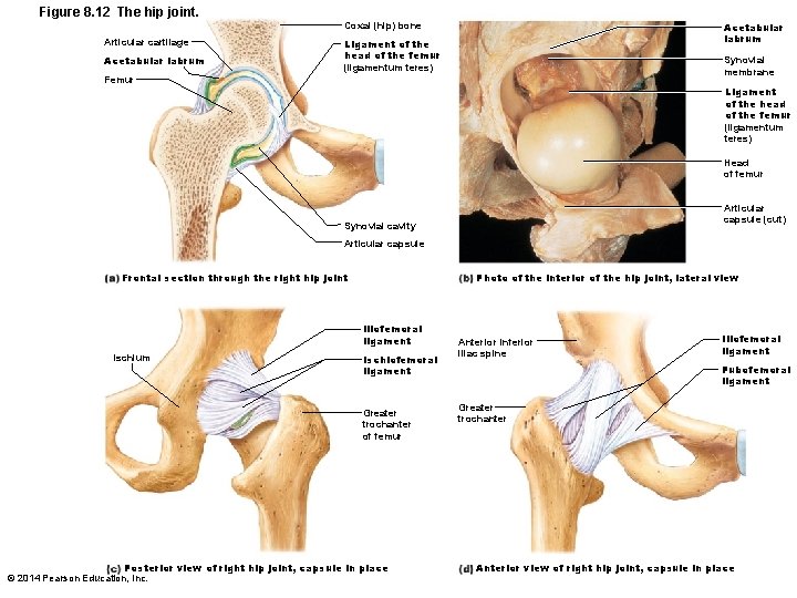 Figure 8. 12 The hip joint. Acetabular labrum Coxal (hip) bone Articular cartilage Acetabular