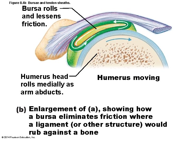 Figure 8. 4 b Bursae and tendon sheaths. Bursa rolls and lessens friction. Humerus