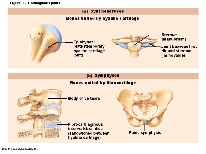 Figure 8. 2 Cartilaginous joints. Synchondroses Bones united by hyaline cartilage Sternum (manubrium) Epiphyseal