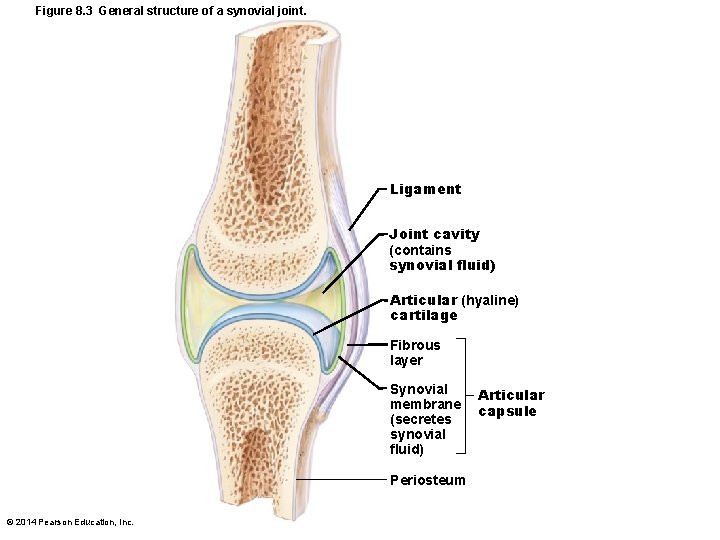 Figure 8. 3 General structure of a synovial joint. Ligament Joint cavity (contains synovial