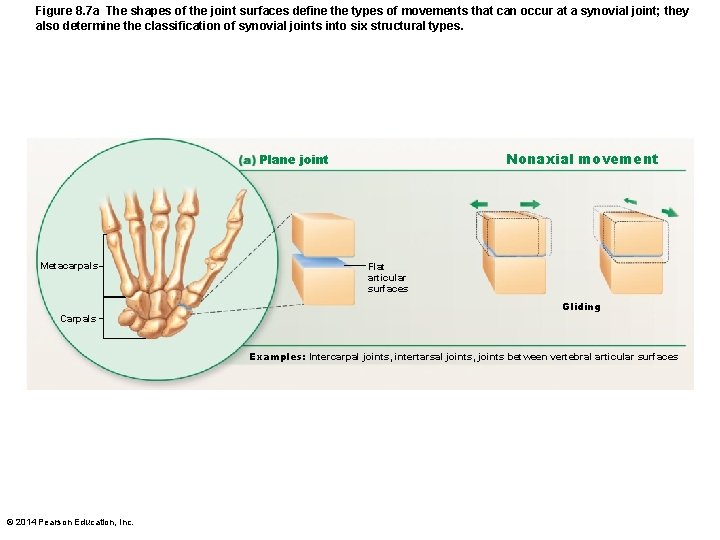 Figure 8. 7 a The shapes of the joint surfaces define the types of