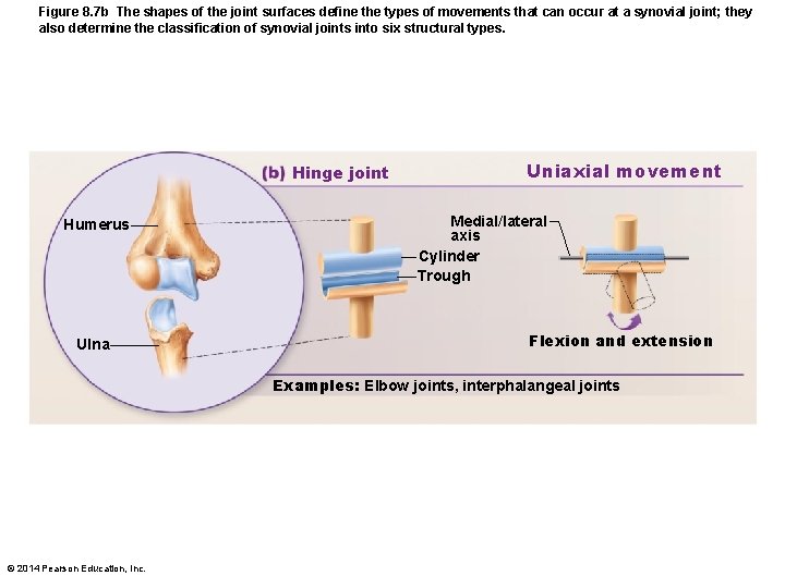 Figure 8. 7 b The shapes of the joint surfaces define the types of