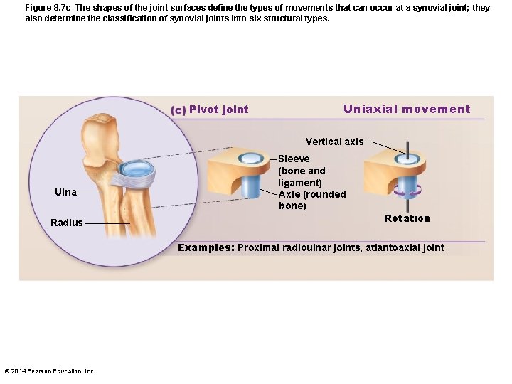 Figure 8. 7 c The shapes of the joint surfaces define the types of