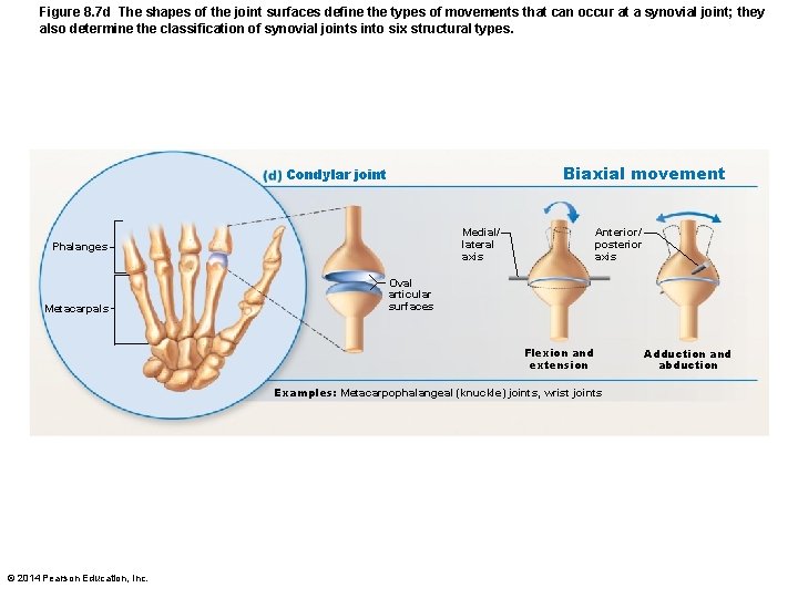 Figure 8. 7 d The shapes of the joint surfaces define the types of