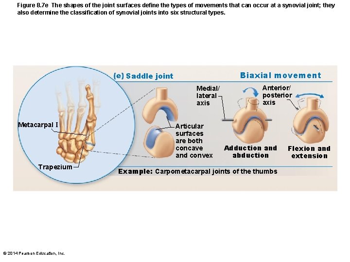 Figure 8. 7 e The shapes of the joint surfaces define the types of