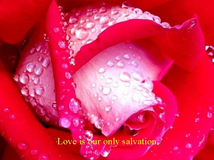Love is our only salvation. 