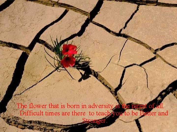 The flower that is born in adversity is the rarest of all. Difficult times